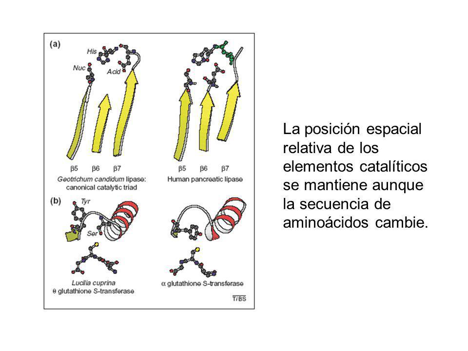 La posición espacial relativa de los elementos catalíticos se mantiene aunque la secuencia de aminoácidos cambie.