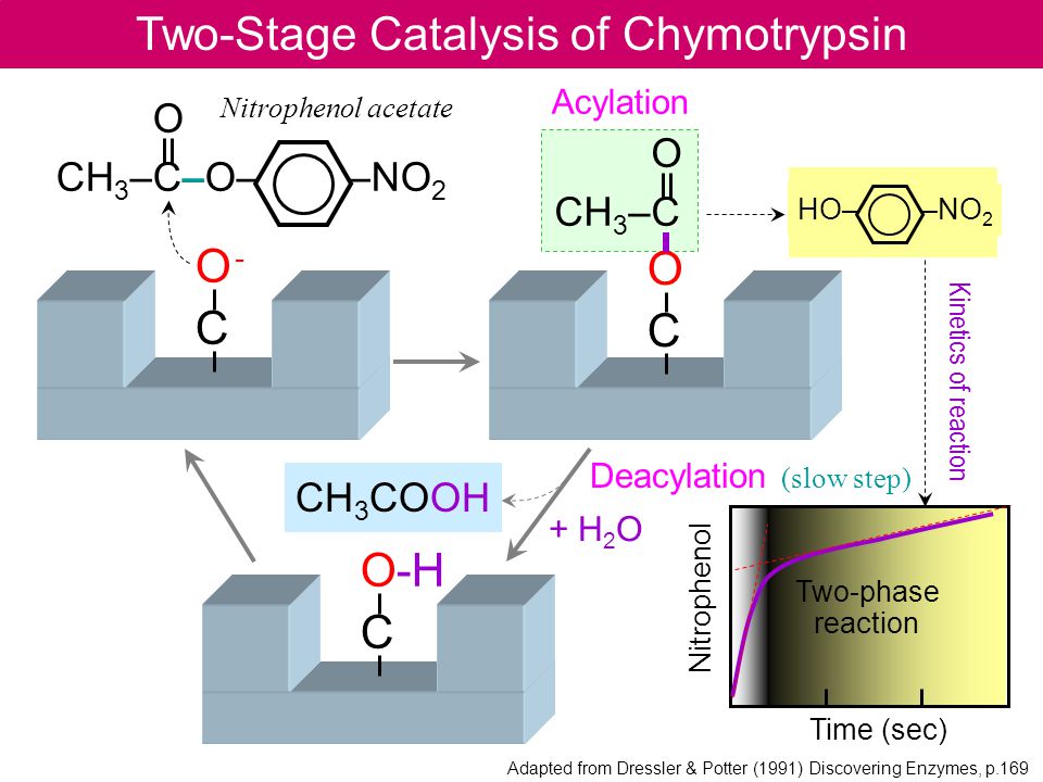 Two-Stage Catalysis of Chymotrypsin
