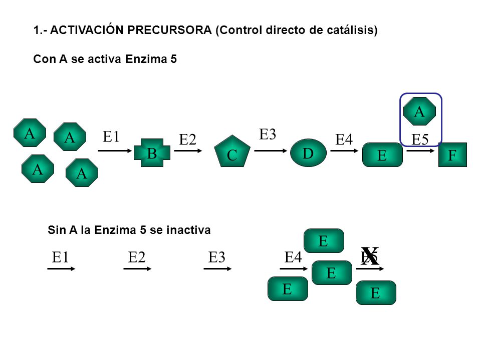 X A A A E1 E2 E3 E4 E5 C B D E F A A E E1 E2 E3 E4 E5 E E E