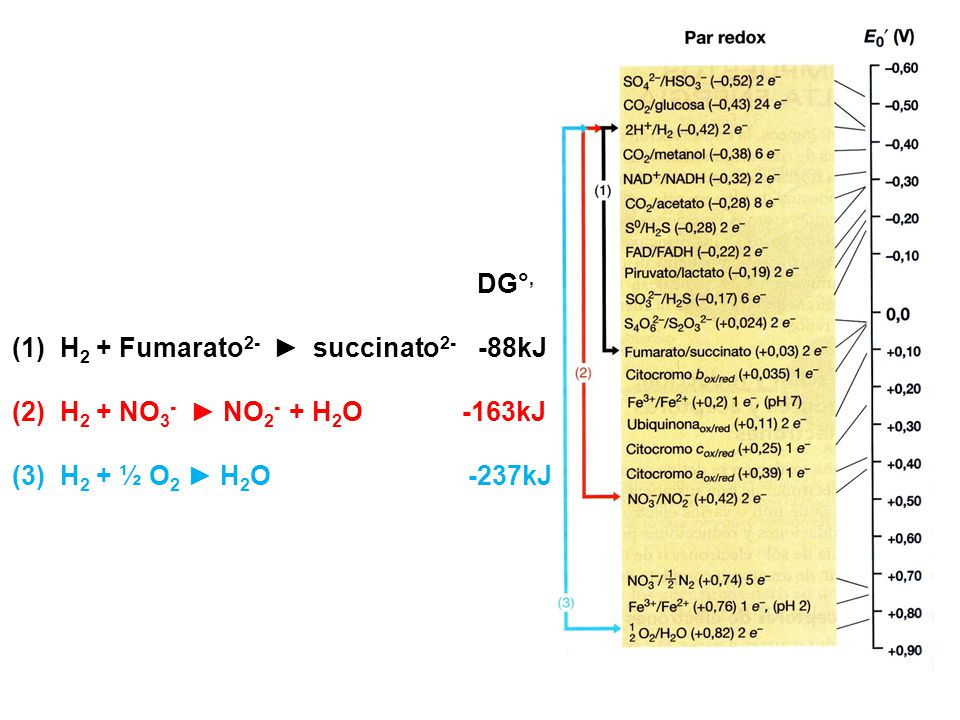 DG°, H2 + Fumarato2- ► succinato2- -88kJ. H2 + NO3- ► NO2- + H2O -163kJ.