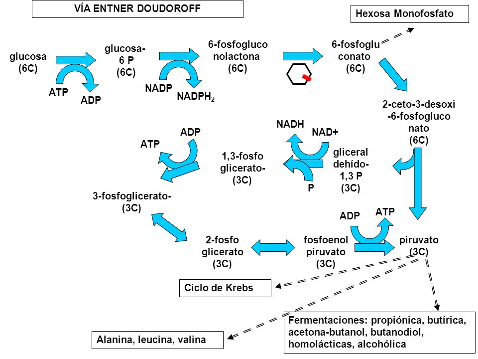 glucosa (6C) glucosa- 6 P. 6-fosfogluco. nolactona. 6-fosfoglu. conato. 2-ceto-3-desoxi. -6-fosfogluco.