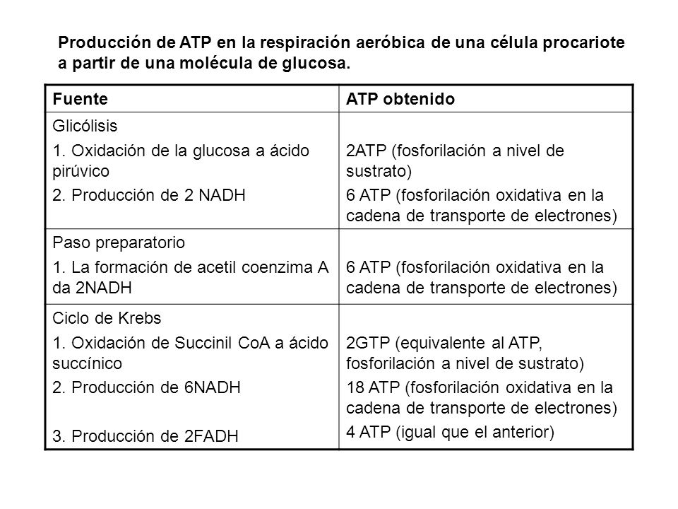 Producción de ATP en la respiración aeróbica de una célula procariote a partir de una molécula de glucosa.