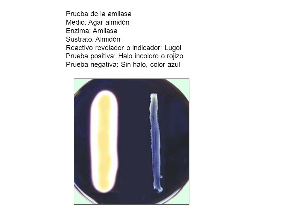 Prueba de la amilasa Medio: Agar almidón. Enzima: Amilasa. Sustrato: Almidón. Reactivo revelador o indicador: Lugol.