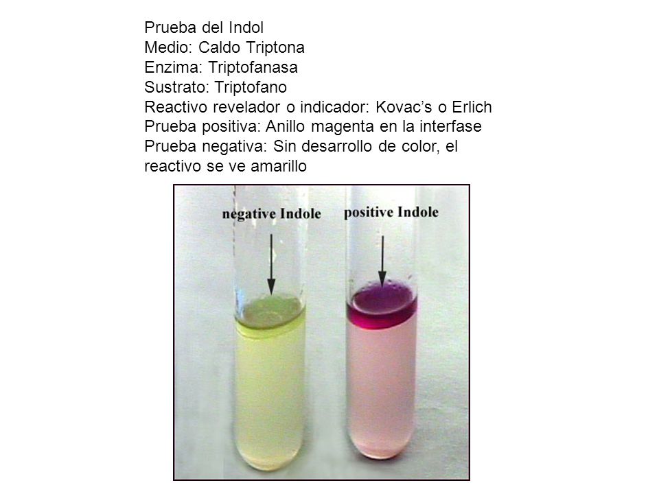 Prueba del Indol Medio: Caldo Triptona. Enzima: Triptofanasa. Sustrato: Triptofano. Reactivo revelador o indicador: Kovac’s o Erlich.