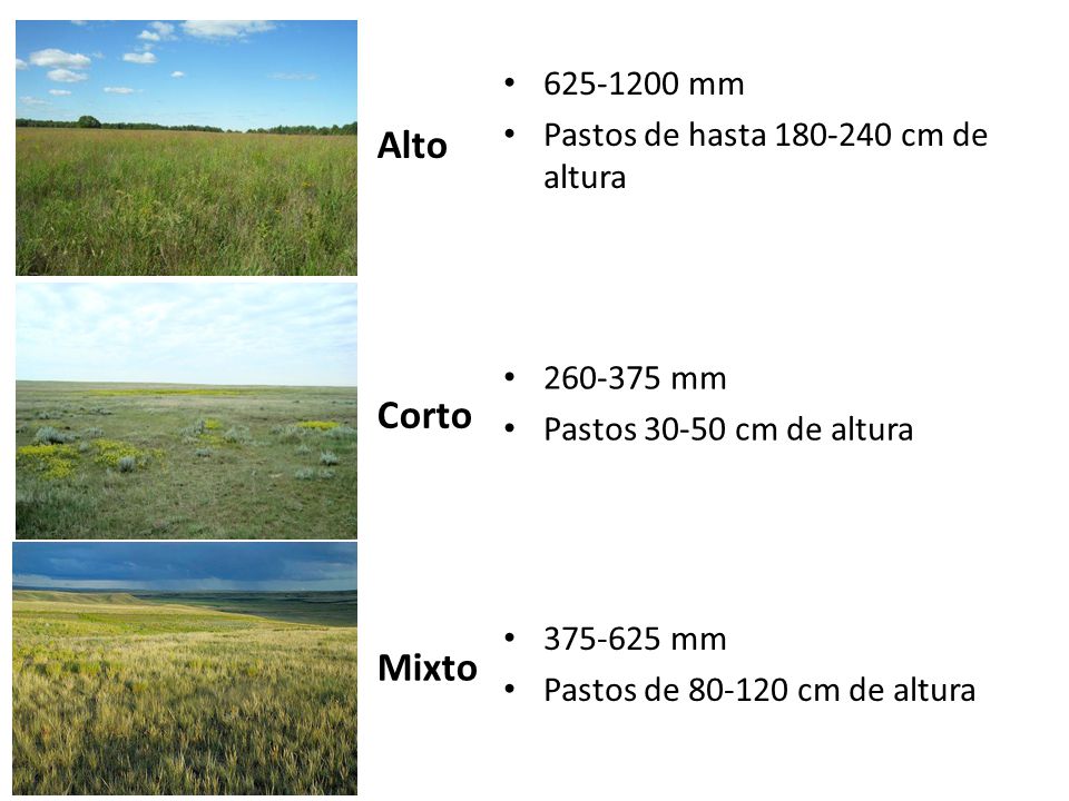 Alto Corto Mixto mm Pastos de hasta cm de altura