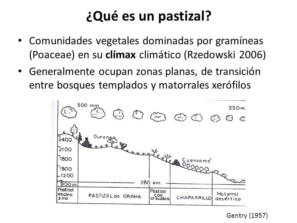 ¿Qué es un pastizal Comunidades vegetales dominadas por gramíneas (Poaceae) en su clímax climático (Rzedowski 2006)