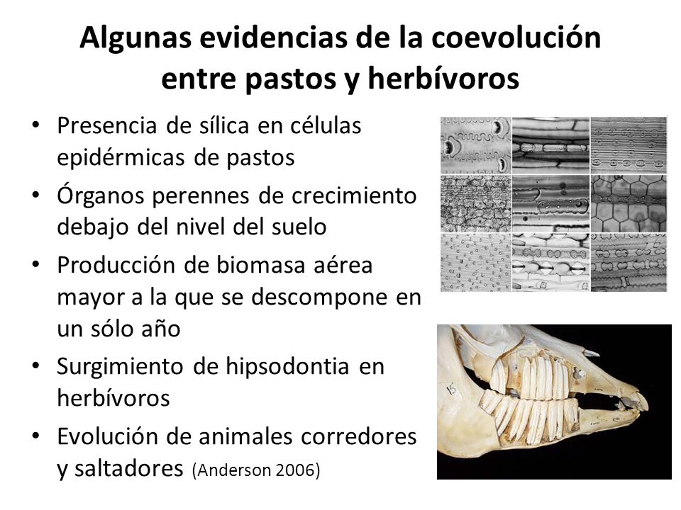 Algunas evidencias de la coevolución entre pastos y herbívoros