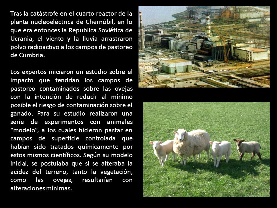 Tras la catástrofe en el cuarto reactor de la planta nucleoeléctrica de Chernóbil, en lo que era entonces la Republica Soviética de Ucrania, el viento y la lluvia arrastraron polvo radioactivo a los campos de pastoreo de Cumbria.