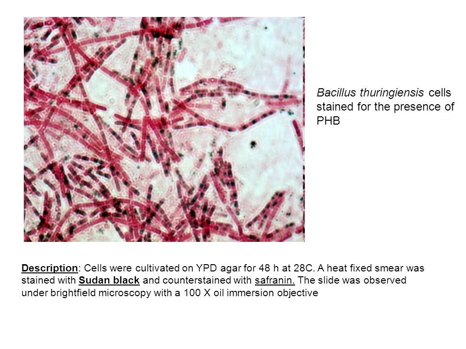 Bacillus thuringiensis cells stained for the presence of PHB