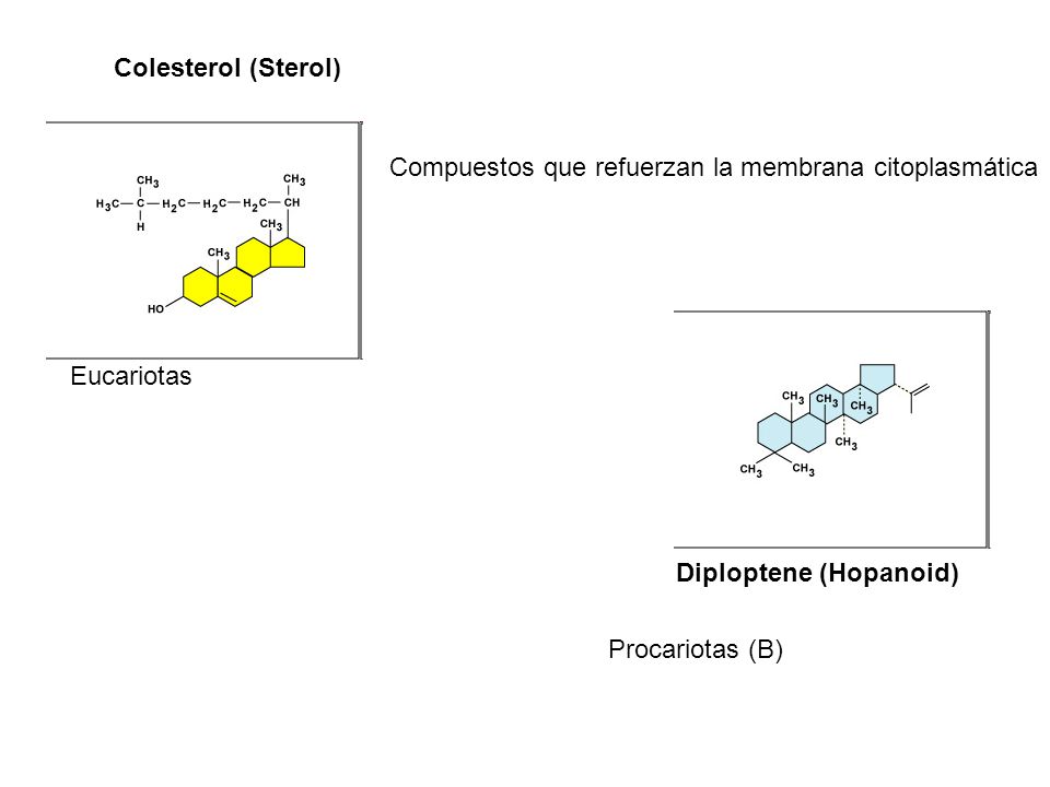 Colesterol (Sterol) Compuestos que refuerzan la membrana citoplasmática. Eucariotas. Diploptene (Hopanoid)