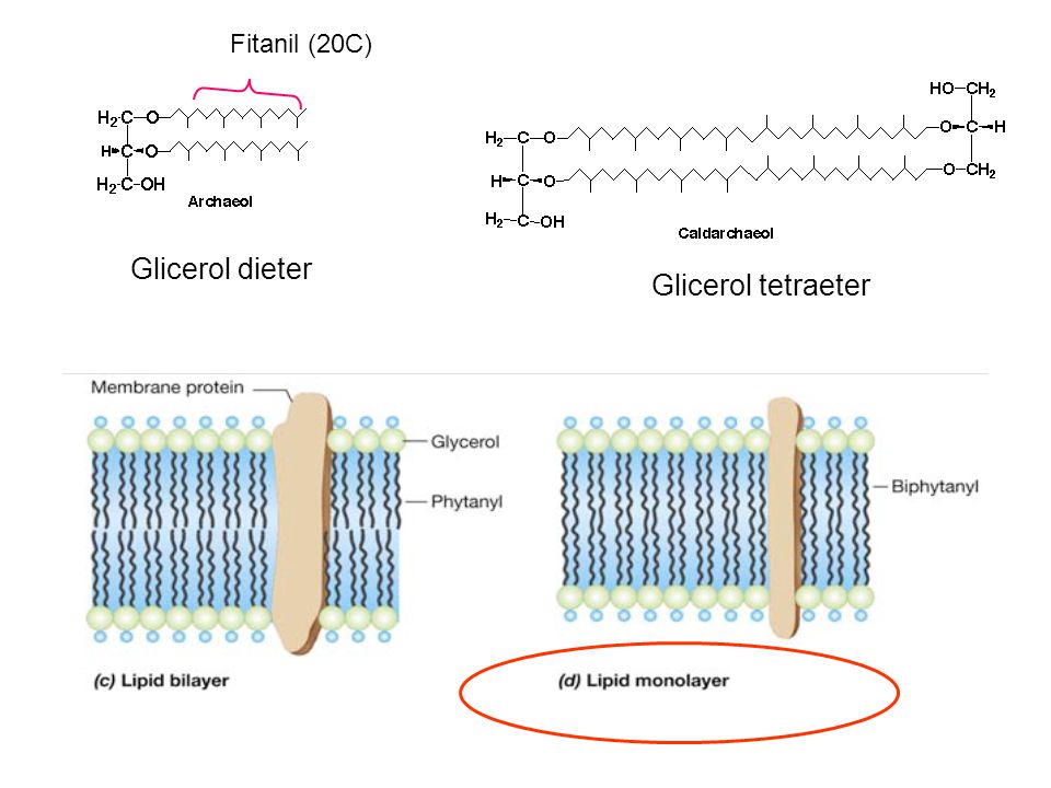 Fitanil (20C) Glicerol dieter Glicerol tetraeter