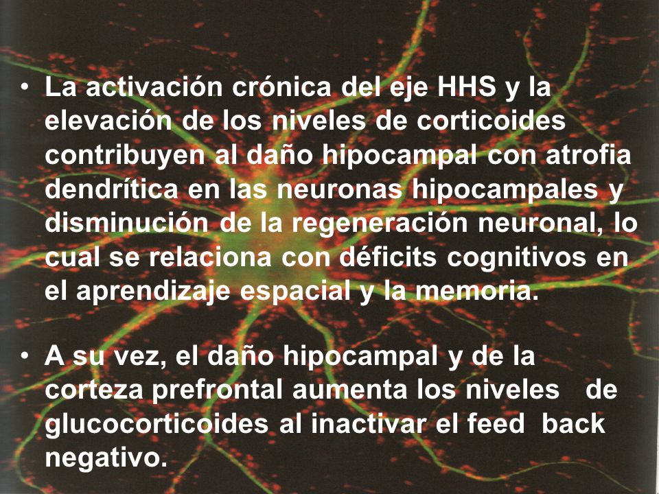 La activación crónica del eje HHS y la elevación de los niveles de corticoides contribuyen al daño hipocampal con atrofia dendrítica en las neuronas hipocampales y disminución de la regeneración neuronal, lo cual se relaciona con déficits cognitivos en el aprendizaje espacial y la memoria.