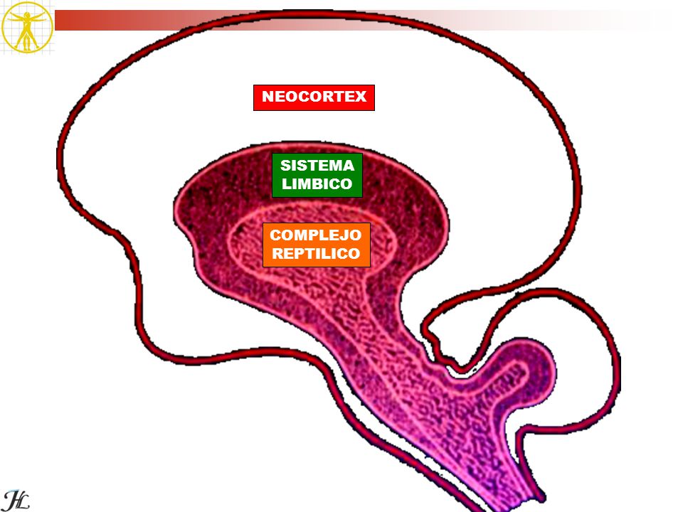 NEOCORTEX SISTEMA LIMBICO COMPLEJO REPTILICO Instituto Henri Laborit