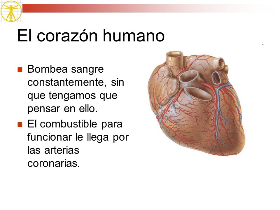 El corazón humano Bombea sangre constantemente, sin que tengamos que pensar en ello.