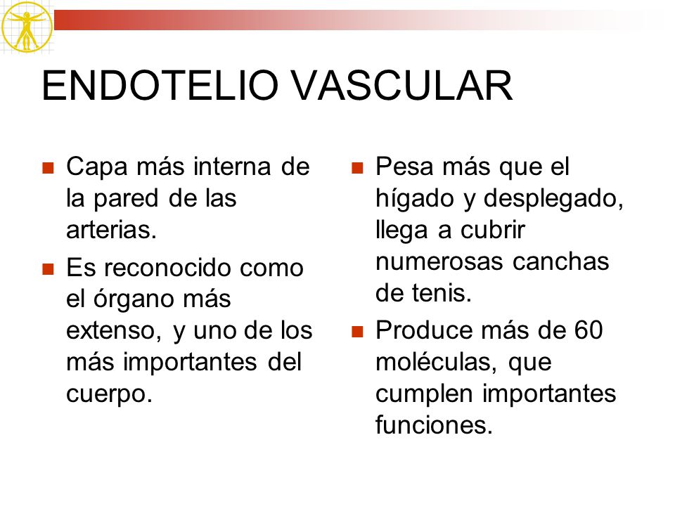 ENDOTELIO VASCULAR Capa más interna de la pared de las arterias.