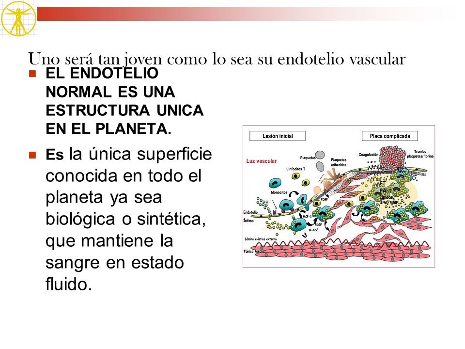 Uno será tan joven como lo sea su endotelio vascular