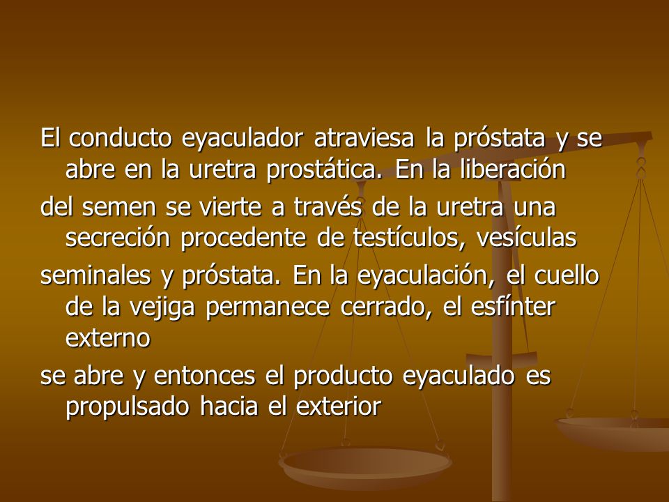 El conducto eyaculador atraviesa la próstata y se abre en la uretra prostática. En la liberación