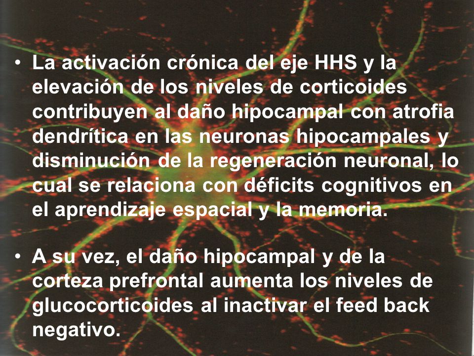 La activación crónica del eje HHS y la elevación de los niveles de corticoides contribuyen al daño hipocampal con atrofia dendrítica en las neuronas hipocampales y disminución de la regeneración neuronal, lo cual se relaciona con déficits cognitivos en el aprendizaje espacial y la memoria.