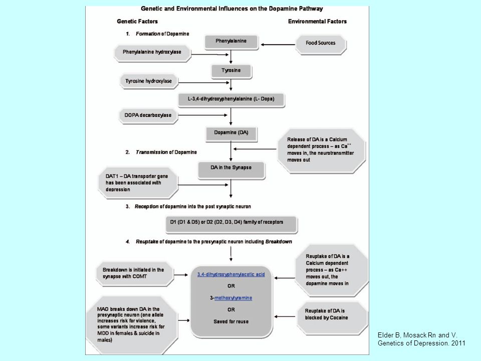 Elder B, Mosack Rn and V. Genetics of Depression. 2011