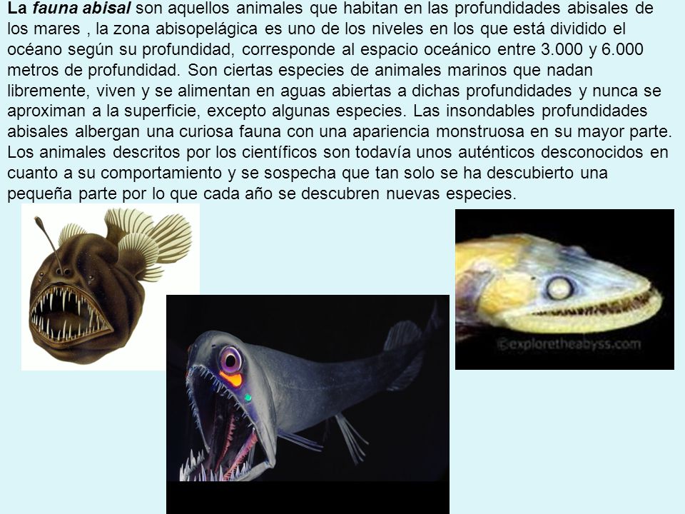 La fauna abisal son aquellos animales que habitan en las profundidades abisales de los mares , la zona abisopelágica es uno de los niveles en los que está dividido el océano según su profundidad, corresponde al espacio oceánico entre y metros de profundidad.