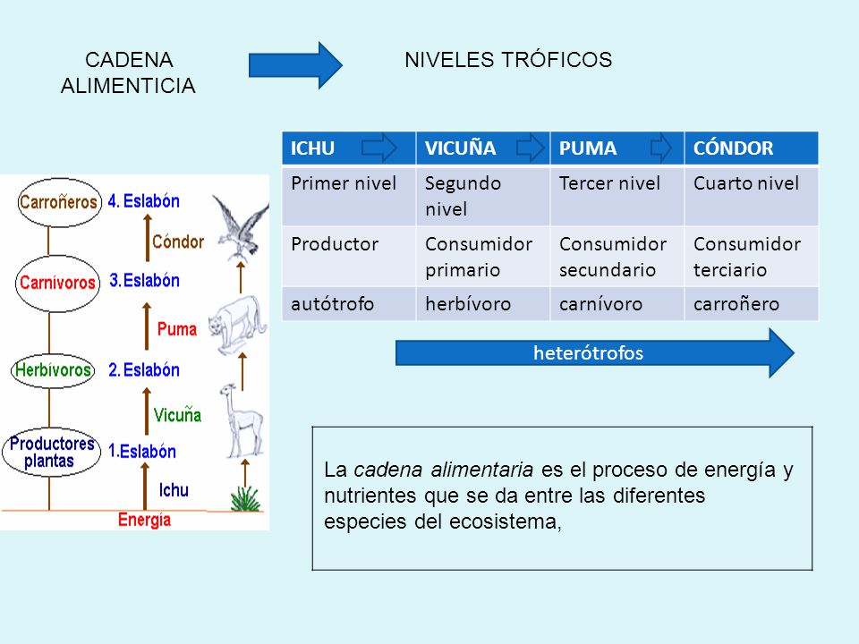 CADENA ALIMENTICIA NIVELES TRÓFICOS. ICHU. VICUÑA. PUMA. CÓNDOR. Primer nivel. Segundo nivel.