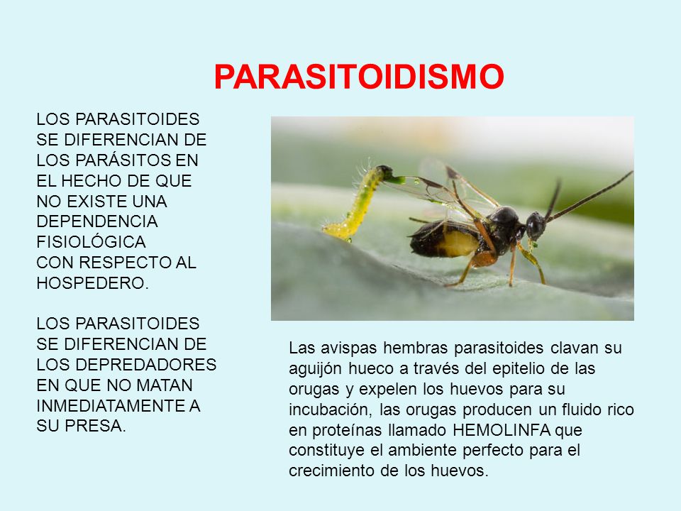 PARASITOIDISMO LOS PARASITOIDES SE DIFERENCIAN DE LOS PARÁSITOS EN EL HECHO DE QUE NO EXISTE UNA DEPENDENCIA FISIOLÓGICA.