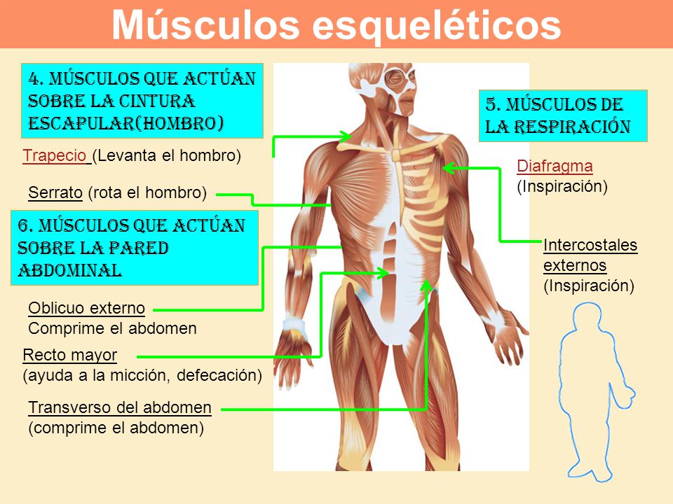 Músculos esqueléticos