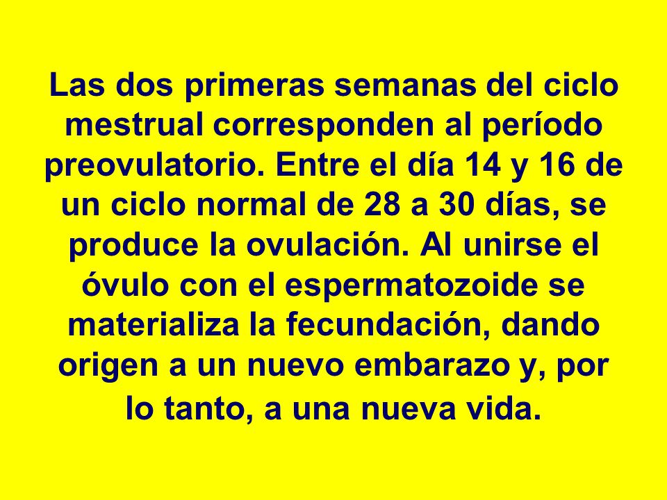 Las dos primeras semanas del ciclo mestrual corresponden al período preovulatorio.