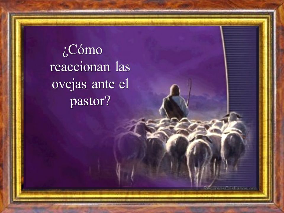 ¿Cómo reaccionan las ovejas ante el pastor