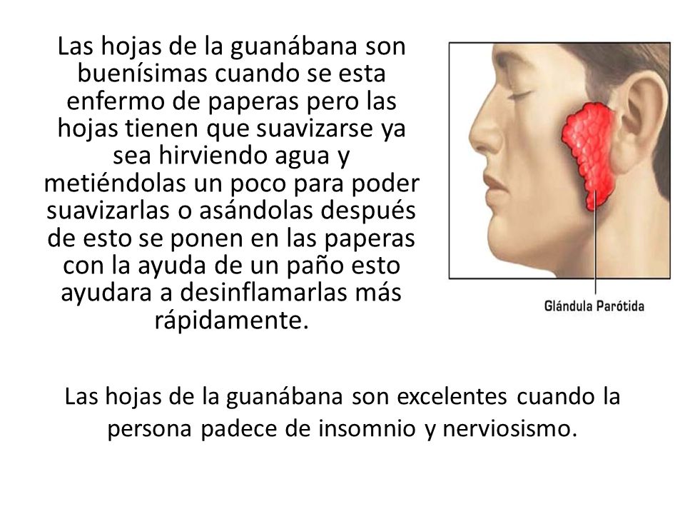 Las hojas de la guanábana son buenísimas cuando se esta enfermo de paperas pero las hojas tienen que suavizarse ya sea hirviendo agua y metiéndolas un poco para poder suavizarlas o asándolas después de esto se ponen en las paperas con la ayuda de un paño esto ayudara a desinflamarlas más rápidamente.
