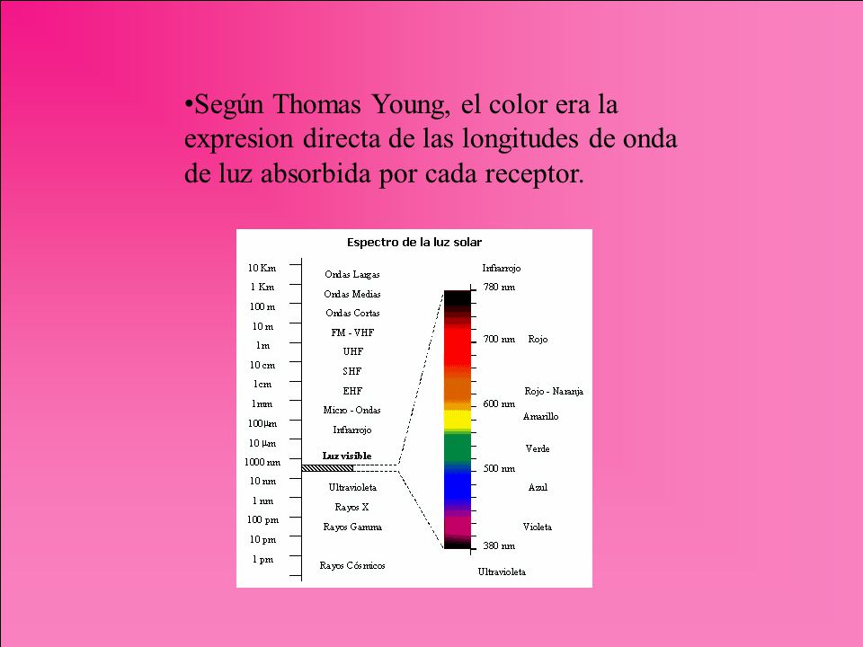 Según Thomas Young, el color era la expresion directa de las longitudes de onda de luz absorbida por cada receptor.