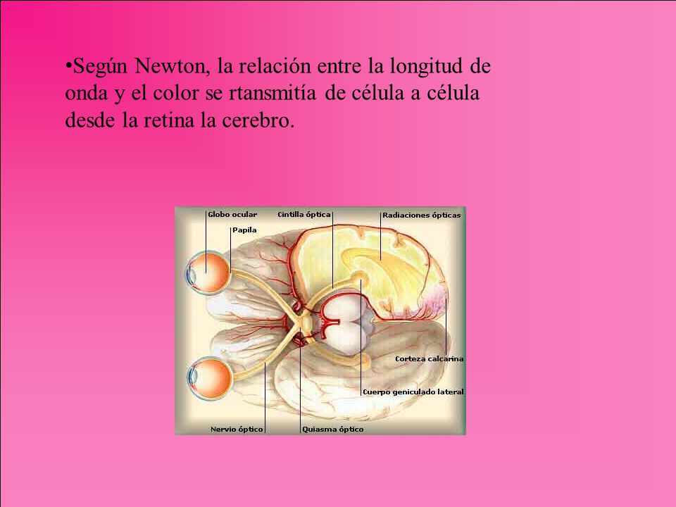 Según Newton, la relación entre la longitud de onda y el color se rtansmitía de célula a célula desde la retina la cerebro.