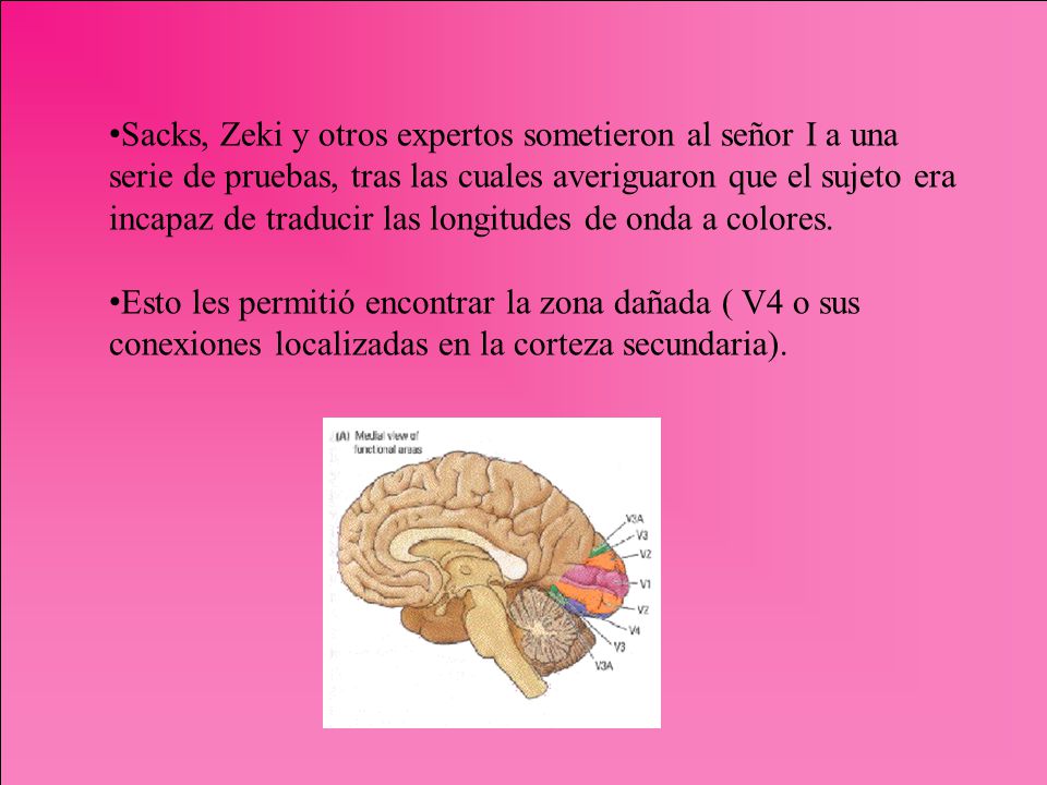 Sacks, Zeki y otros expertos sometieron al señor I a una serie de pruebas, tras las cuales averiguaron que el sujeto era incapaz de traducir las longitudes de onda a colores.