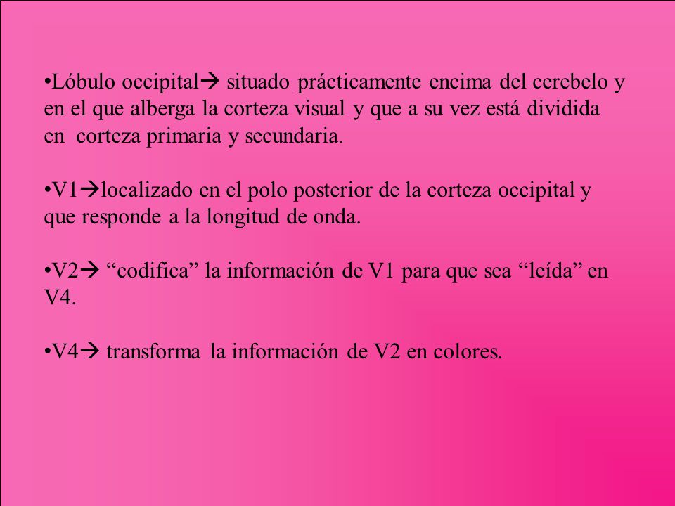 Lóbulo occipital situado prácticamente encima del cerebelo y en el que alberga la corteza visual y que a su vez está dividida en corteza primaria y secundaria.