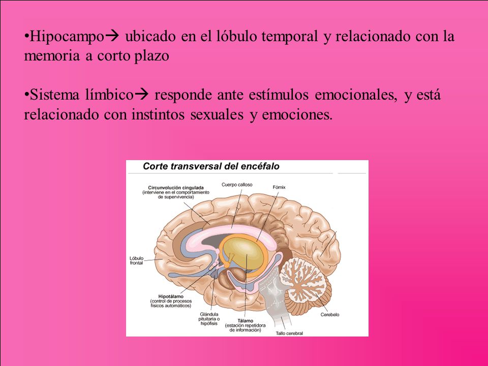 Hipocampo ubicado en el lóbulo temporal y relacionado con la memoria a corto plazo