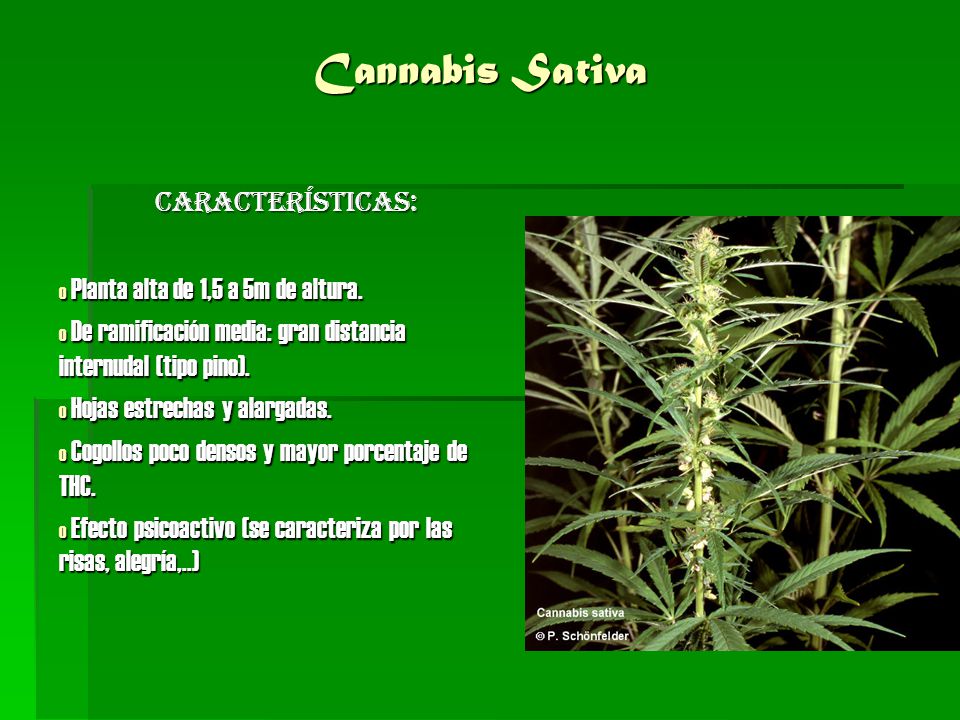 Cannabis Sativa Características: Planta alta de 1,5 a 5m de altura.