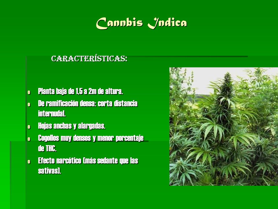 Cannbis Indica Características: Planta baja de 1,5 a 2m de altura.