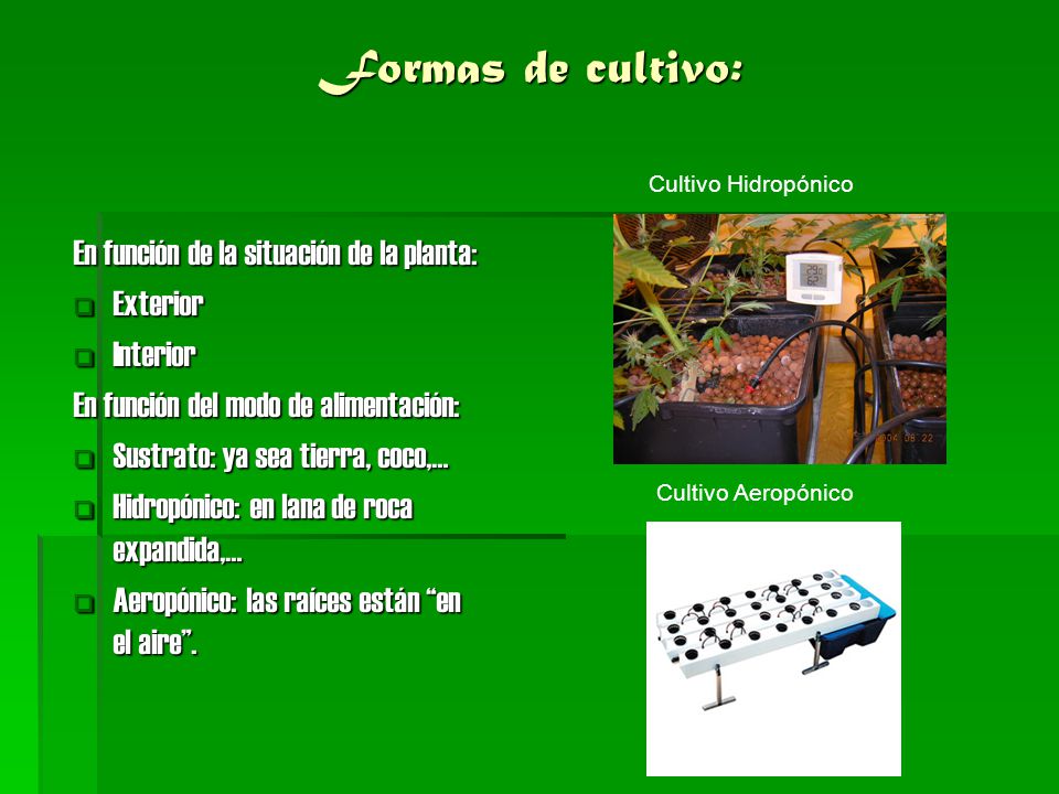 Formas de cultivo: En función de la situación de la planta: Exterior