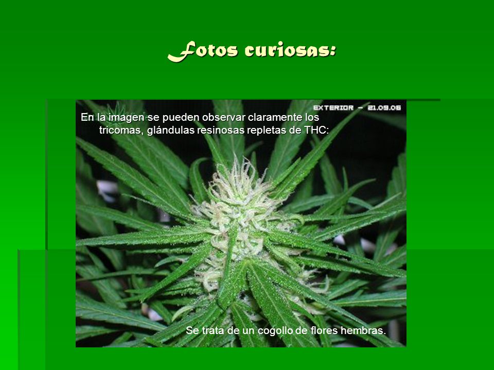 Fotos curiosas: En la imagen se pueden observar claramente los tricomas, glándulas resinosas repletas de THC: