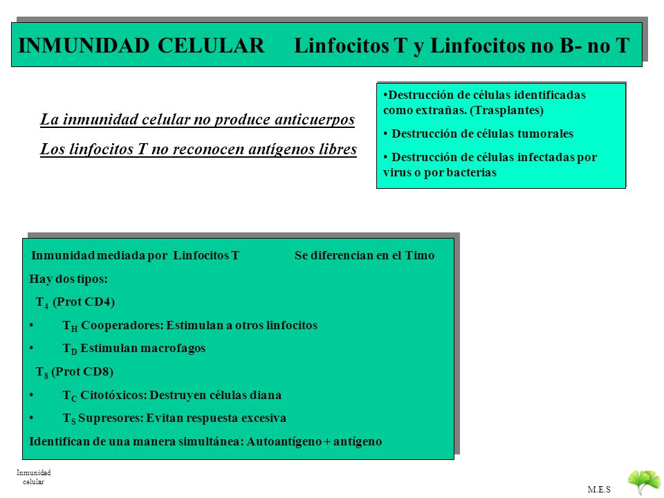 INMUNIDAD CELULAR Linfocitos T y Linfocitos no B- no T