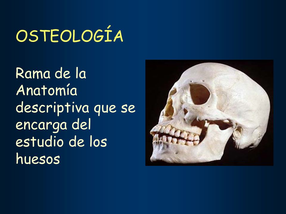 OSTEOLOGÍA Rama de la Anatomía descriptiva que se encarga del estudio de los huesos