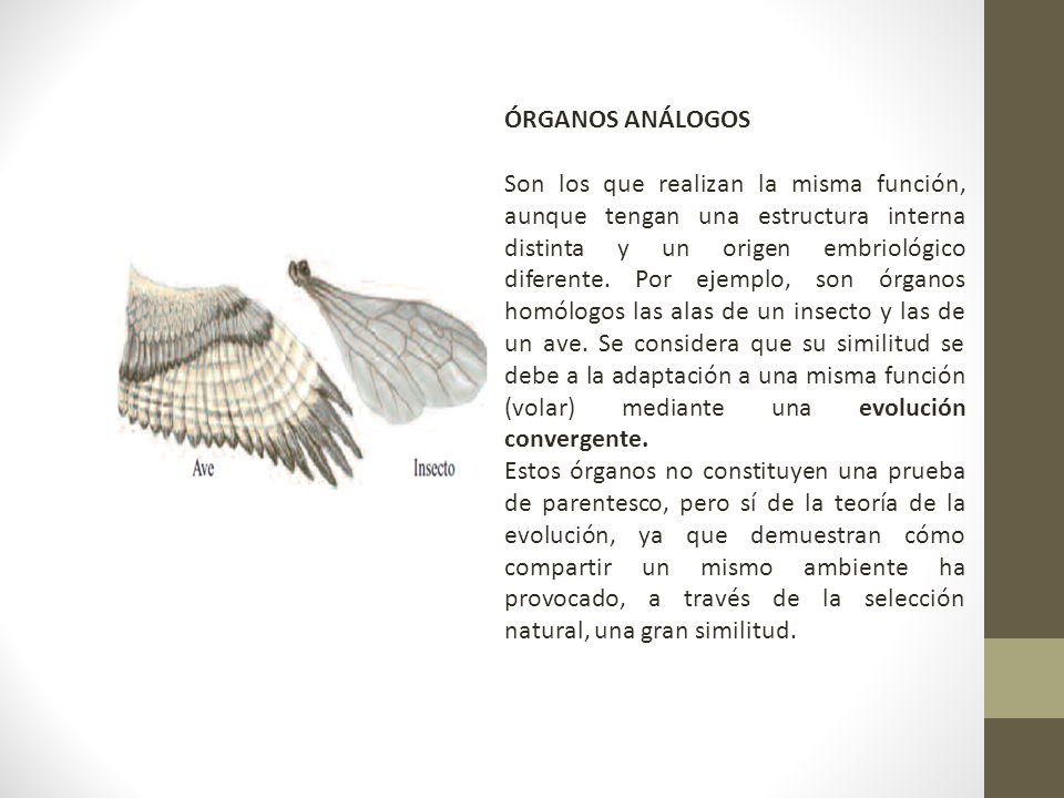 ÓRGANOS ANÁLOGOS