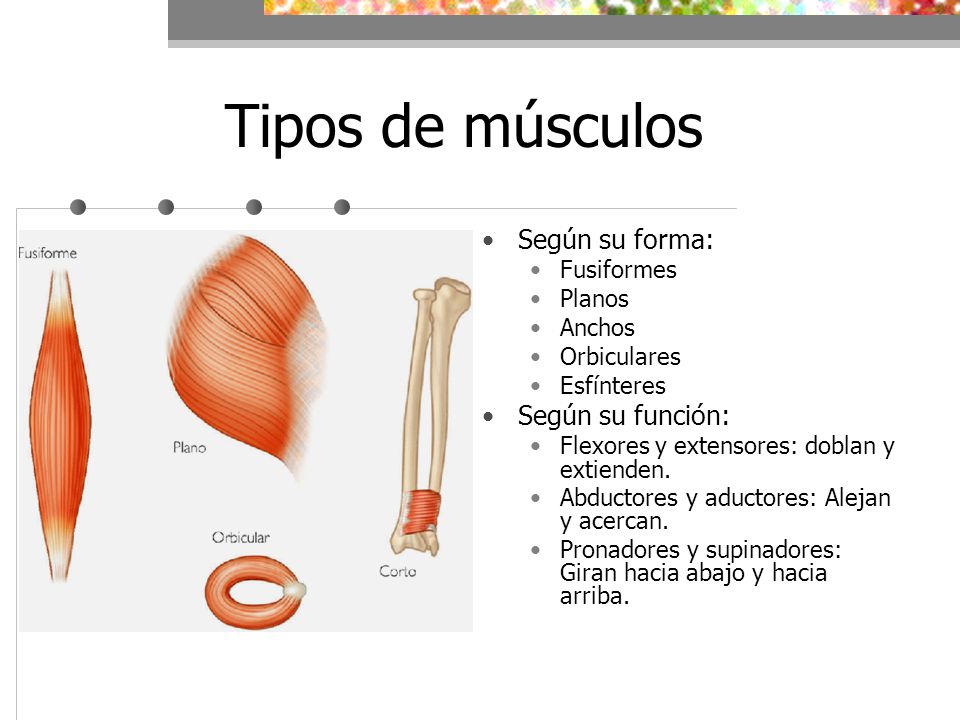 Tipos de músculos Según su forma: Según su función: Fusiformes Planos