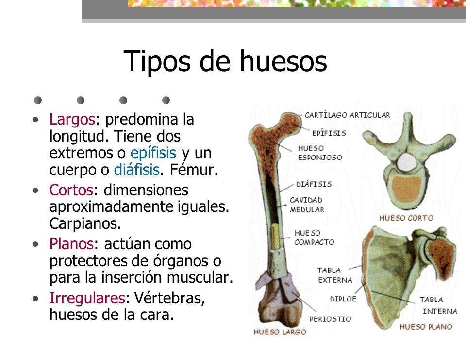 Tipos de huesos Largos: predomina la longitud. Tiene dos extremos o epífisis y un cuerpo o diáfisis. Fémur.