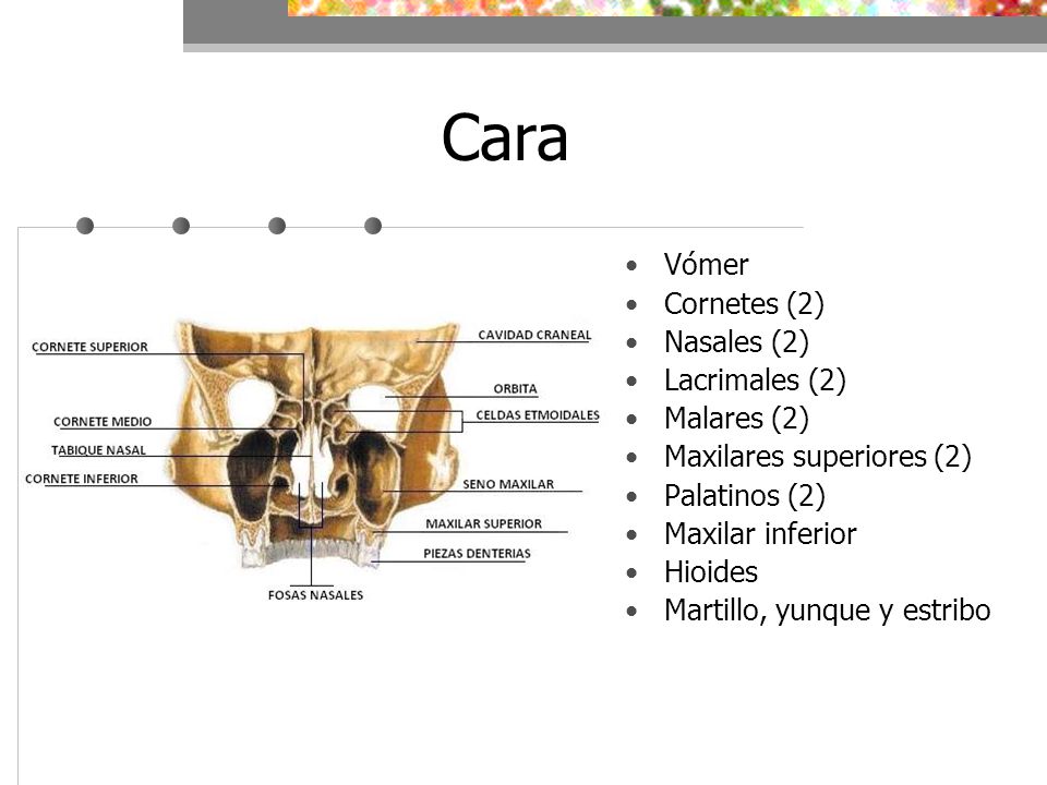 Cara Vómer Cornetes (2) Nasales (2) Lacrimales (2) Malares (2)
