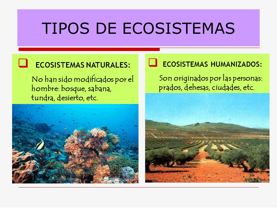 TIPOS DE ECOSISTEMAS ECOSISTEMAS NATURALES: ECOSISTEMAS HUMANIZADOS: