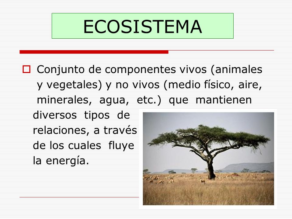 ECOSISTEMA Conjunto de componentes vivos (animales