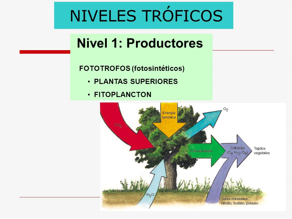 NIVELES TRÓFICOS Nivel 1: Productores FOTOTROFOS (fotosintéticos)