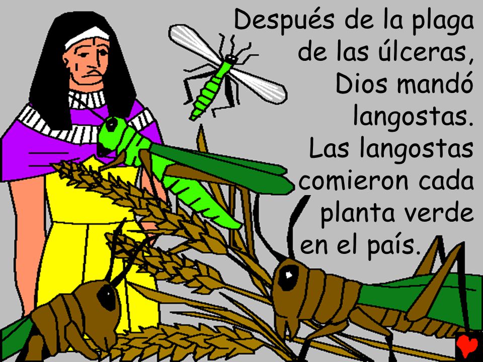 Después de la plaga de las úlceras, Dios mandó. langostas. Las langostas. comieron cada. planta verde.