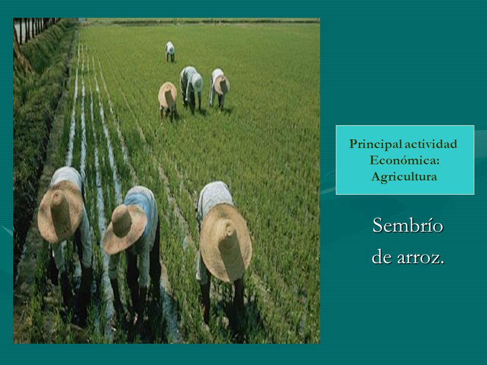 Principal actividad Económica: Agricultura Sembrío de arroz.
